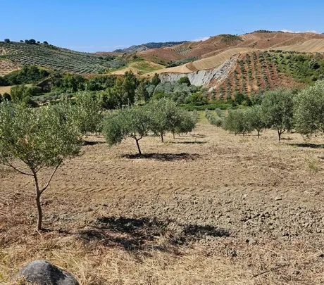 Olivi giovani su terra lavorata, con i calanchi sullo sfondo