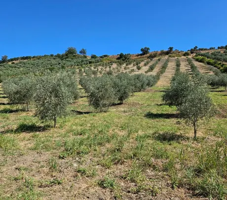 Filari di olivi che salgono la collina