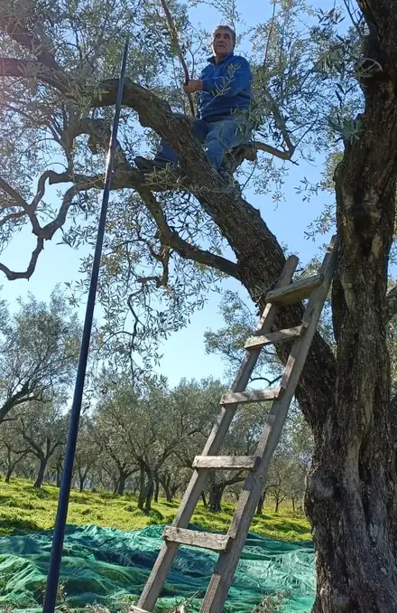 Raccolta delle olive su un olivo antico, con le reti stese a terra